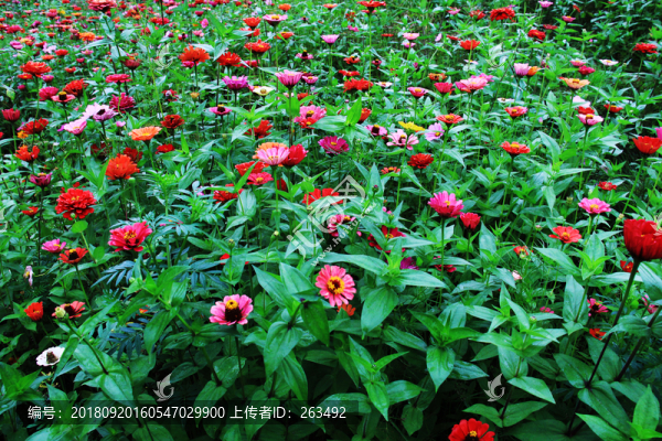百日草鮮花盛開