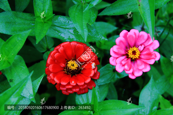 百日菊