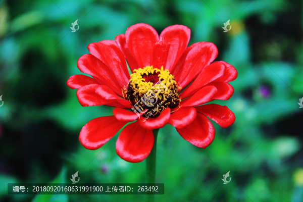 百日菊