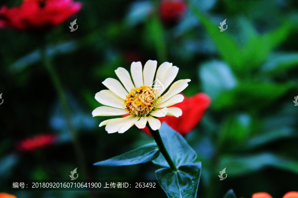 百日菊