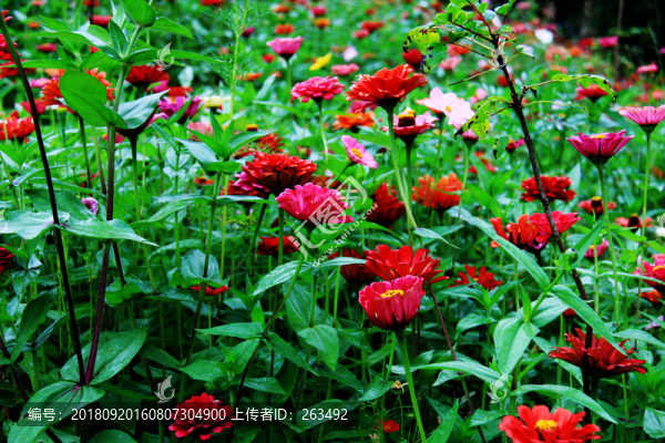 百日草鮮花盛開