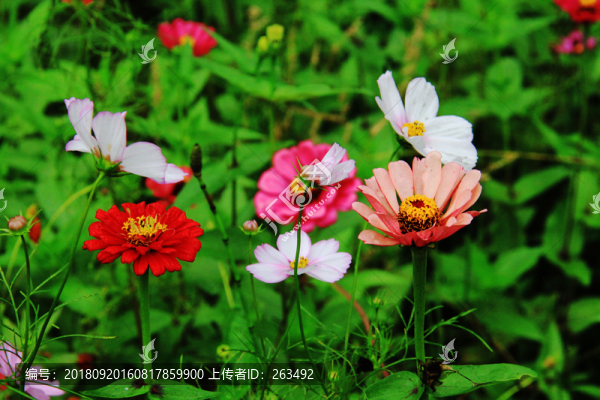 對(duì)葉菊