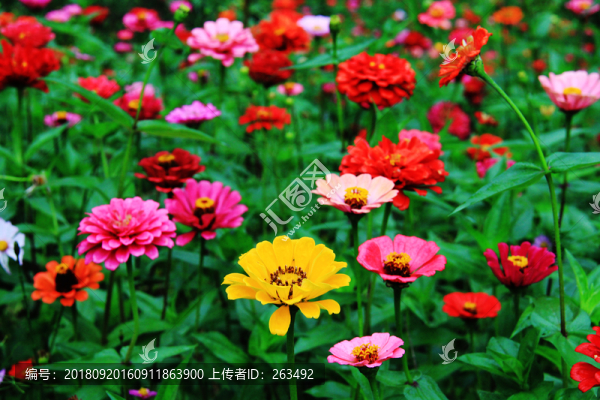 對(duì)葉菊