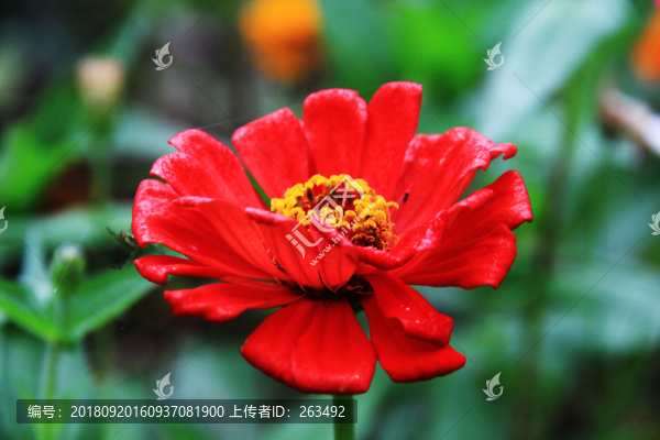 百日菊