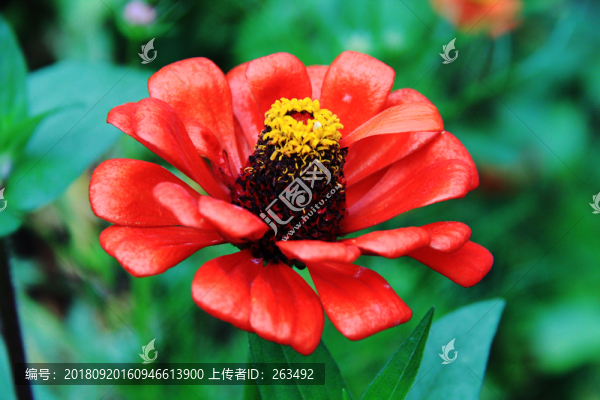 百日菊