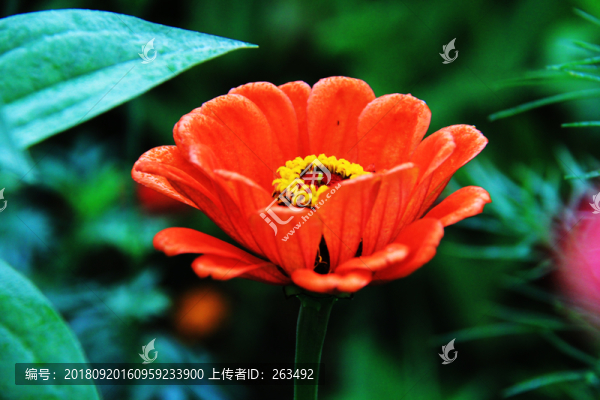 百日菊