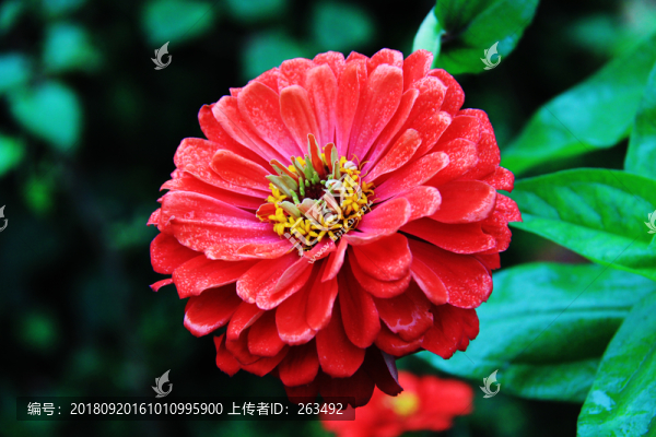 百日菊