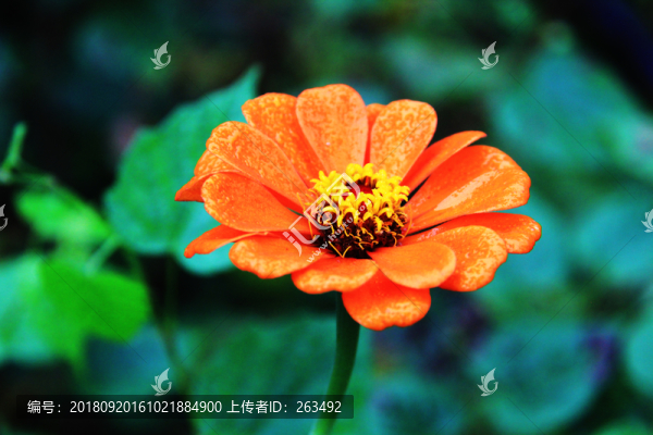 百日菊