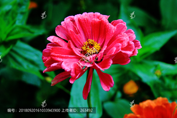 百日菊