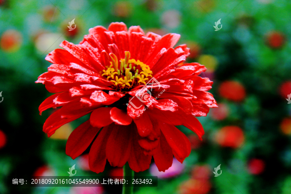 百日菊