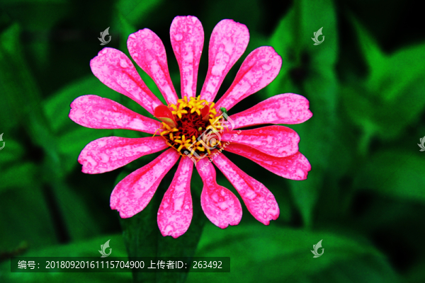 百日菊