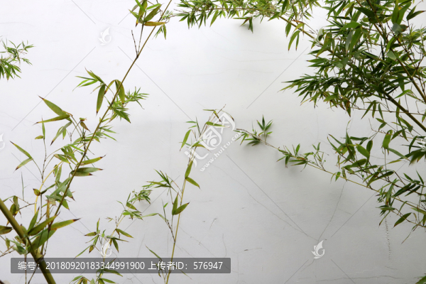 竹葉白墻背景