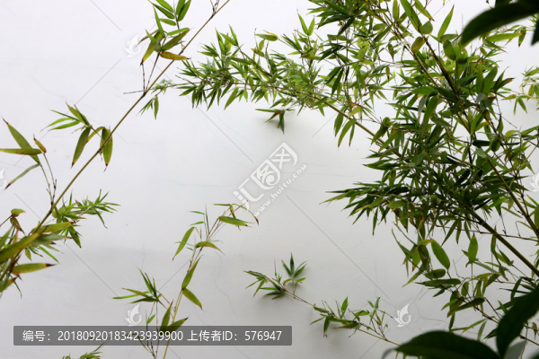 竹葉白墻