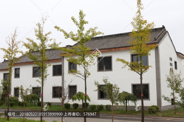 別墅銀杏樹(shù)