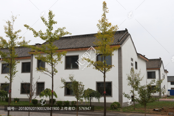 銀杏樹(shù)