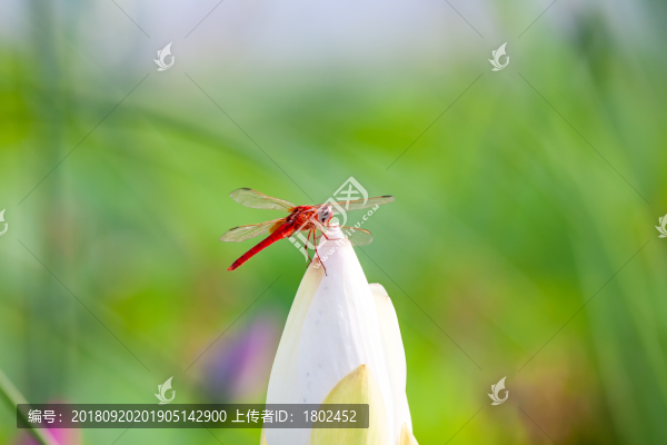 紅蜻蜓