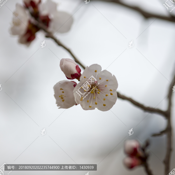 杏花