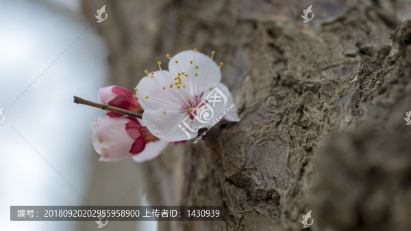 杏花