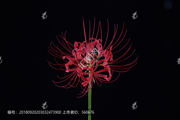 曼珠沙華