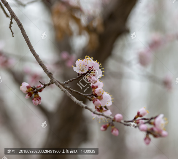 杏花