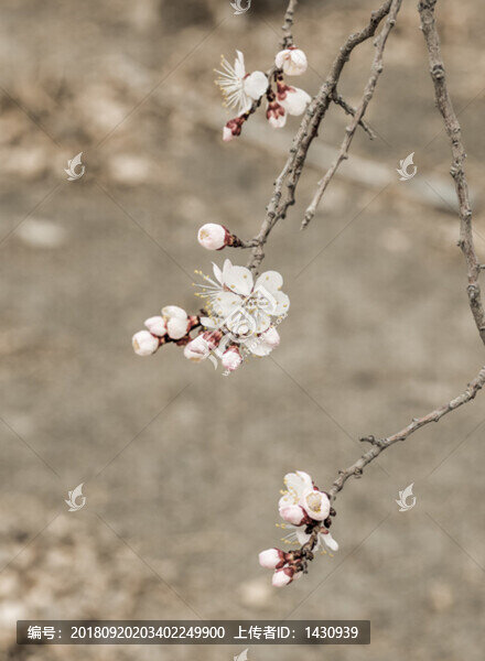 杏花