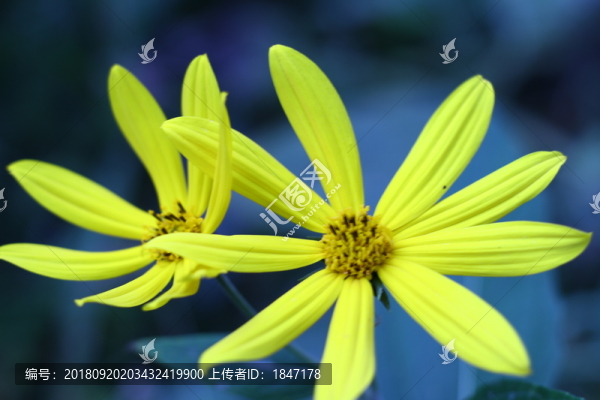 地環(huán)花兒