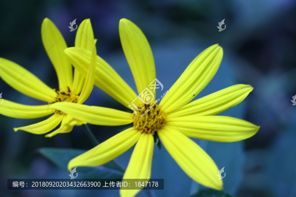 花兒