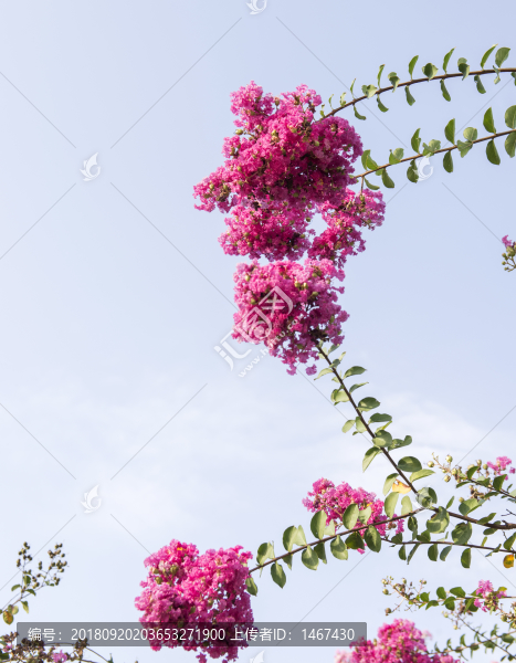 紅色花卉