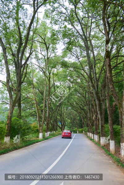 公路綠化