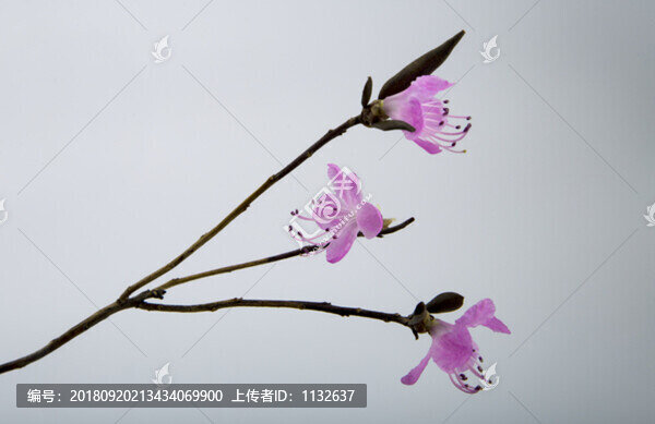 干枝杜鵑花