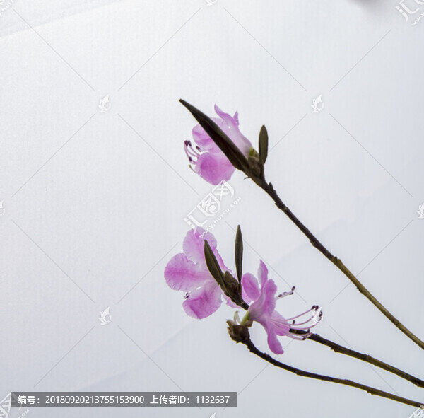 干枝杜鵑花