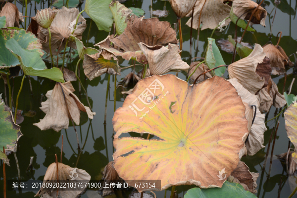 殘荷