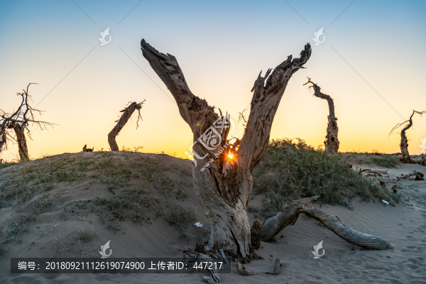 額濟納旗怪樹林日出