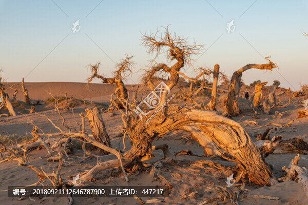額濟(jì)納旗怪樹林日出
