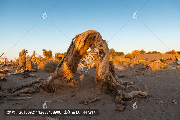 額濟納旗怪樹林日出