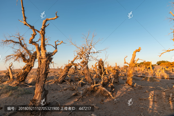 額濟(jì)納旗怪樹林日出