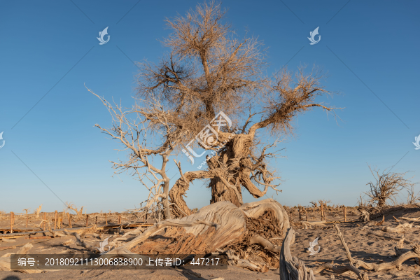 內(nèi)蒙古額濟納旗怪樹林