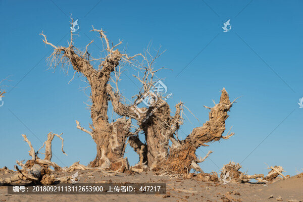 內(nèi)蒙古額濟納旗怪樹林