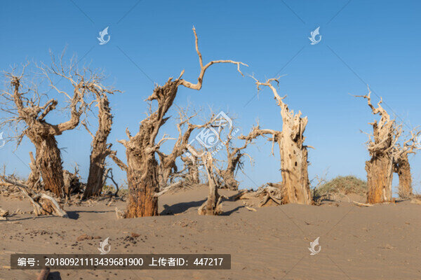 內(nèi)蒙古額濟(jì)納旗怪樹林