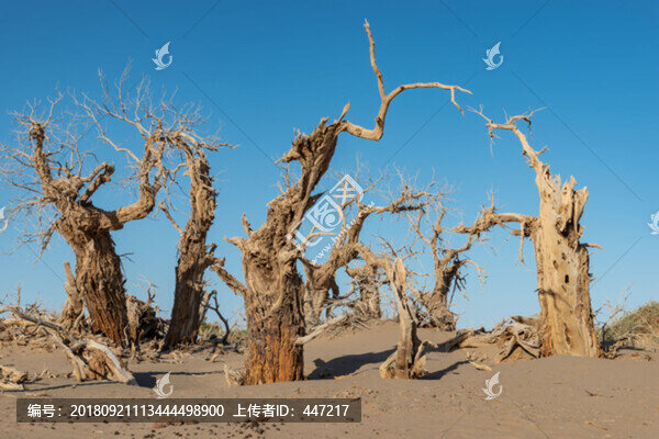 內(nèi)蒙古額濟(jì)納旗怪樹林