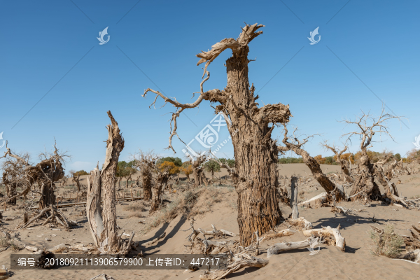 內(nèi)蒙古額濟(jì)納旗胡樹林