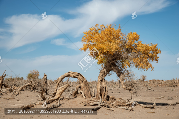 內(nèi)蒙古額濟(jì)納旗怪樹林