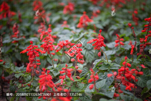 一串紅