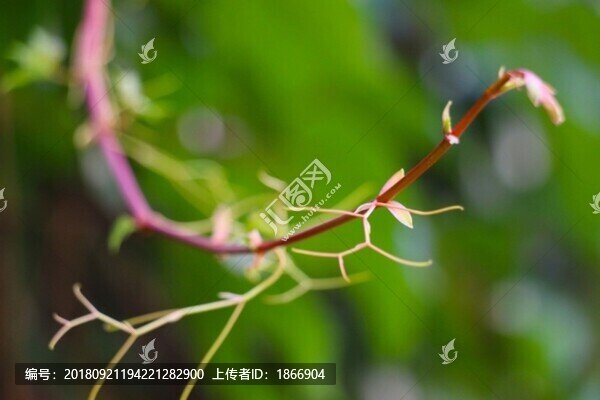 爬山虎的執(zhí)著