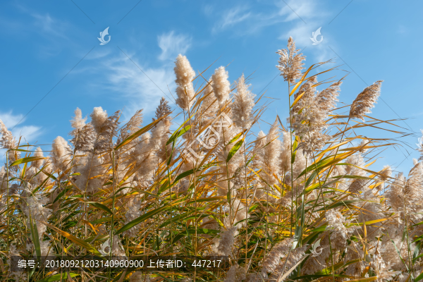 額濟(jì)納旗居延海蘆葦
