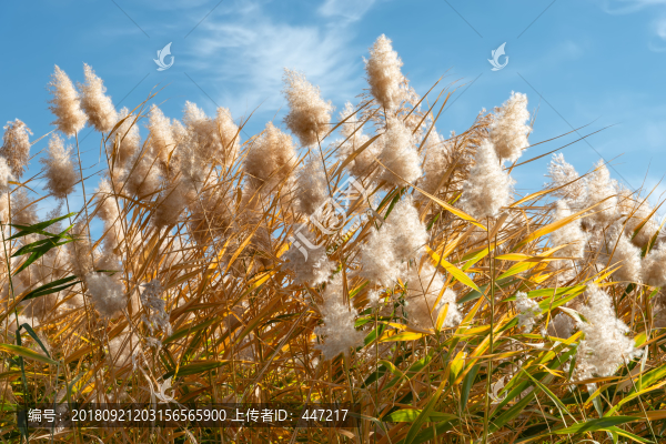 居延海蘆葦