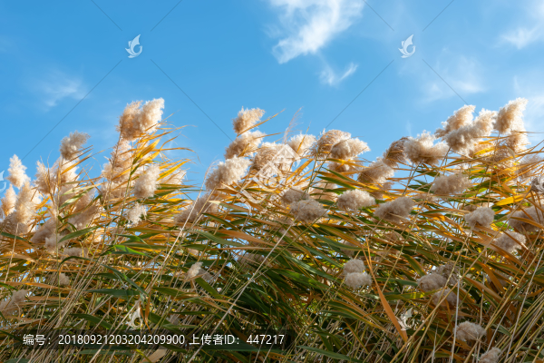 居延海蘆葦
