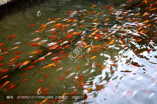 游動的金魚群