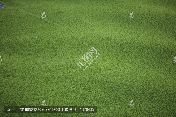 滸苔