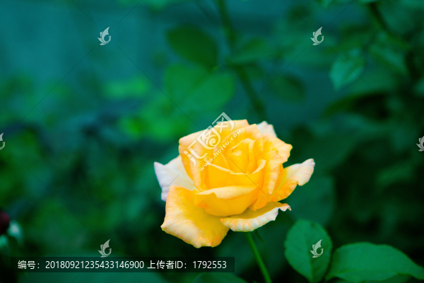 月季